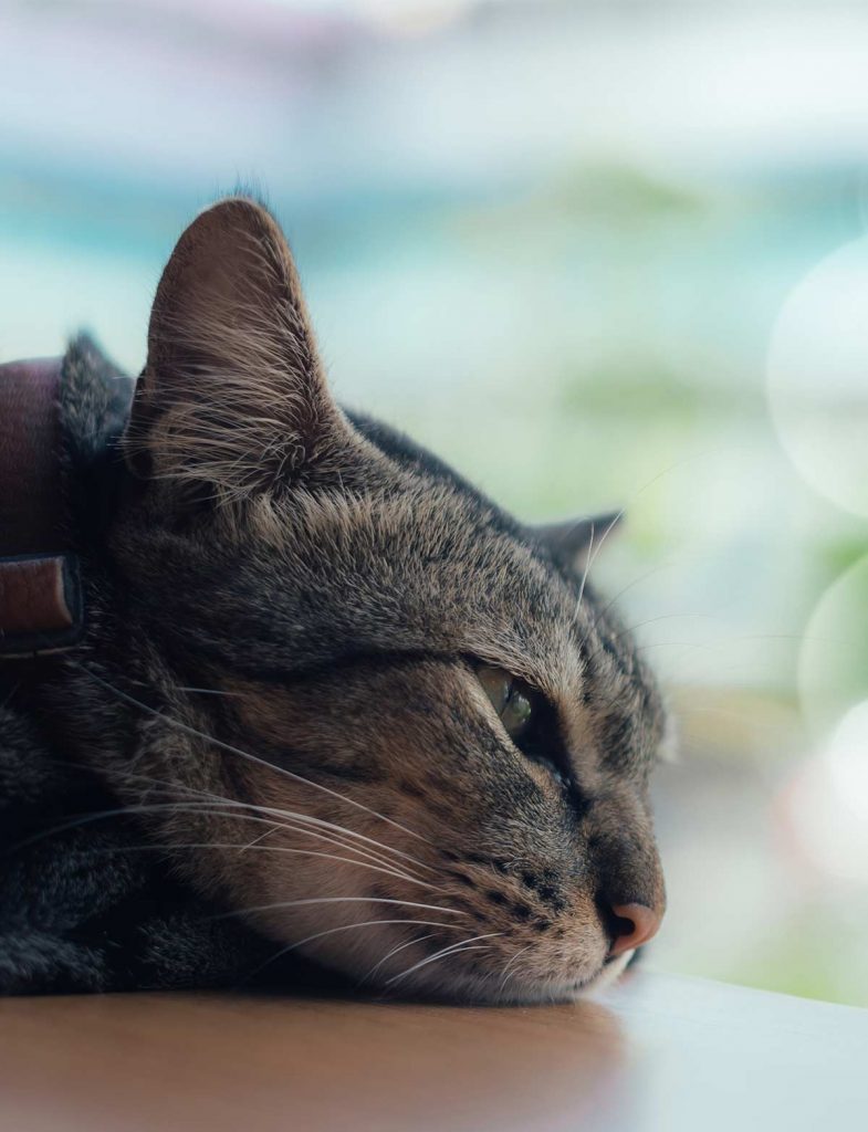 Upper Respiratory Infection in Cats - What You Need To Know