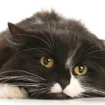 upper respiratory infection in cats