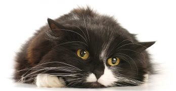 Upper Respiratory Infection in Cats – What You Need To Know