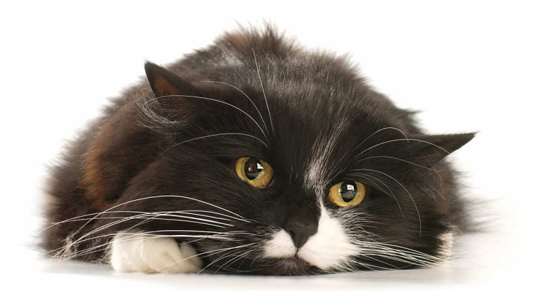upper respiratory infection in cats