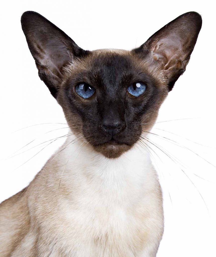 modern wedge head siamese