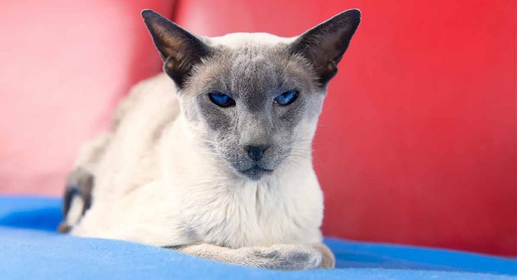 Wedge Head Siamese cat