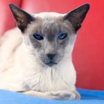 Wedge Head Siamese cat