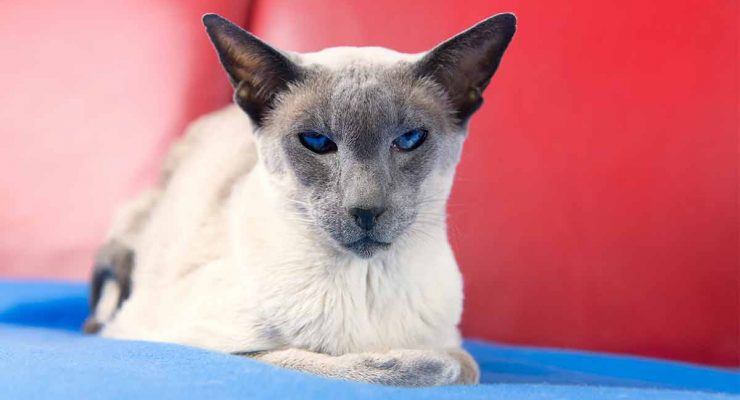 Applehead Siamese vs Traditional Siamese: What's the Difference? - wide 6