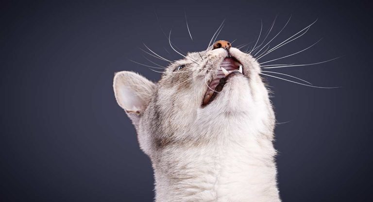 why do cats chatter