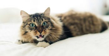 Why Do Cats Hiss And How To Stop Them