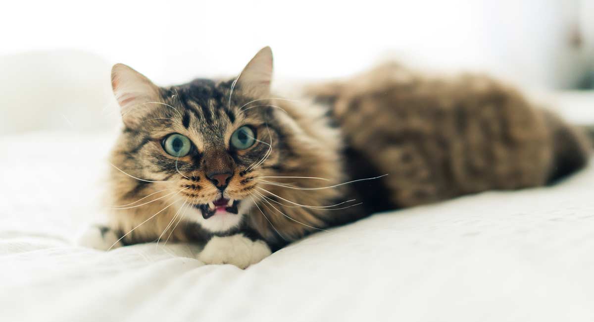  Why  Do  Cats  Hiss  A Complete Guide to Cat  Hissing 