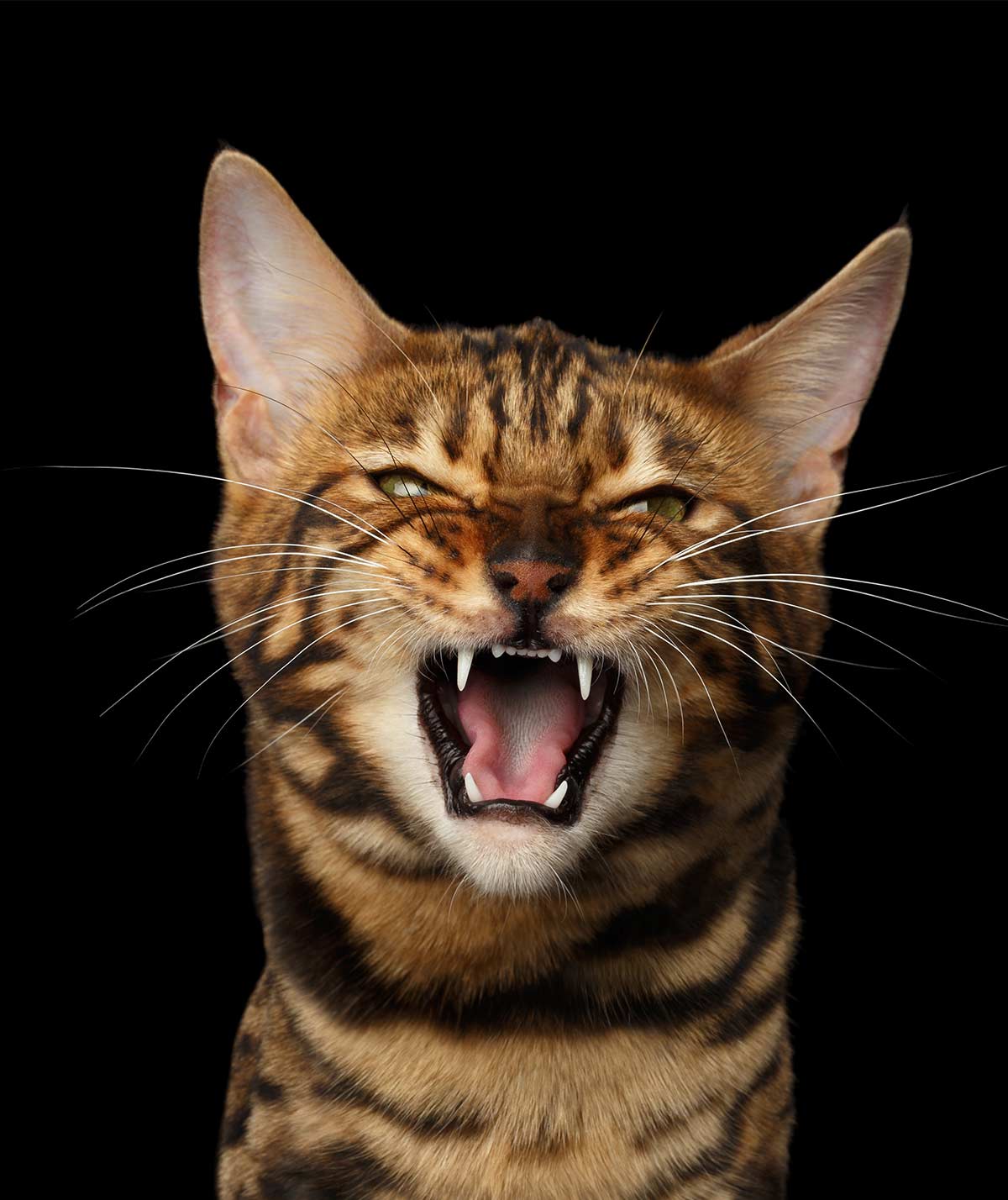 Why Do Cats  Hiss  A Complete Guide to Cat  Hissing 