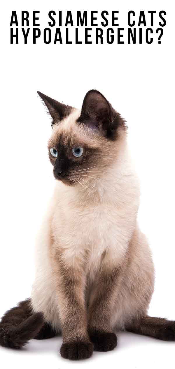 Are Siamese Cats Hypoallergenic And How Much Do They Shed