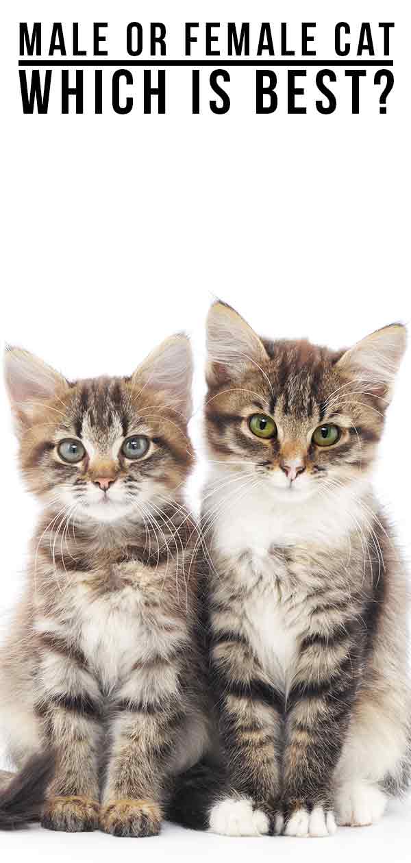 male or female kitten better