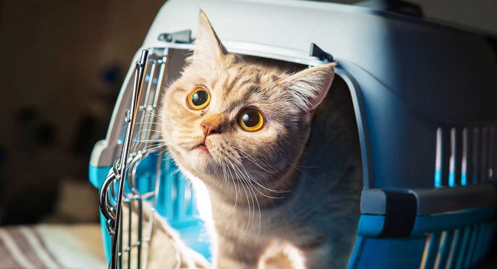 Best Cat Carriers Secure And Comfortable Transport For Your Cat