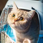 best cat carriers