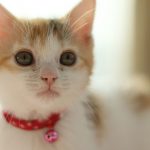 best cat collars