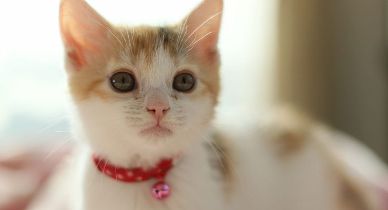 best cat collars