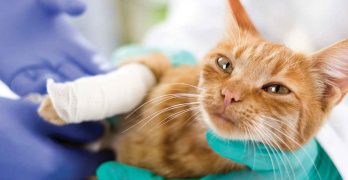 Your Injured Cat – Broken Leg Information and Advice