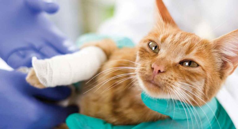 Your Injured Cat – Broken Leg Information and Advice