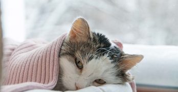 Cat Dry Skin – Causes, Symptoms, and Cat Dry Skin Treatment