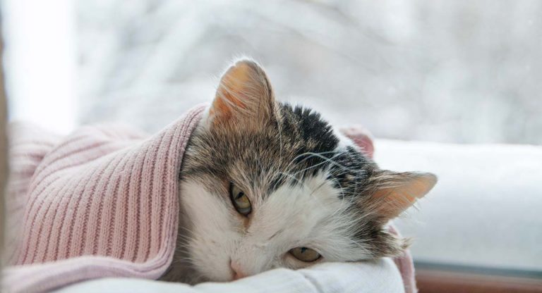 cat dry skin