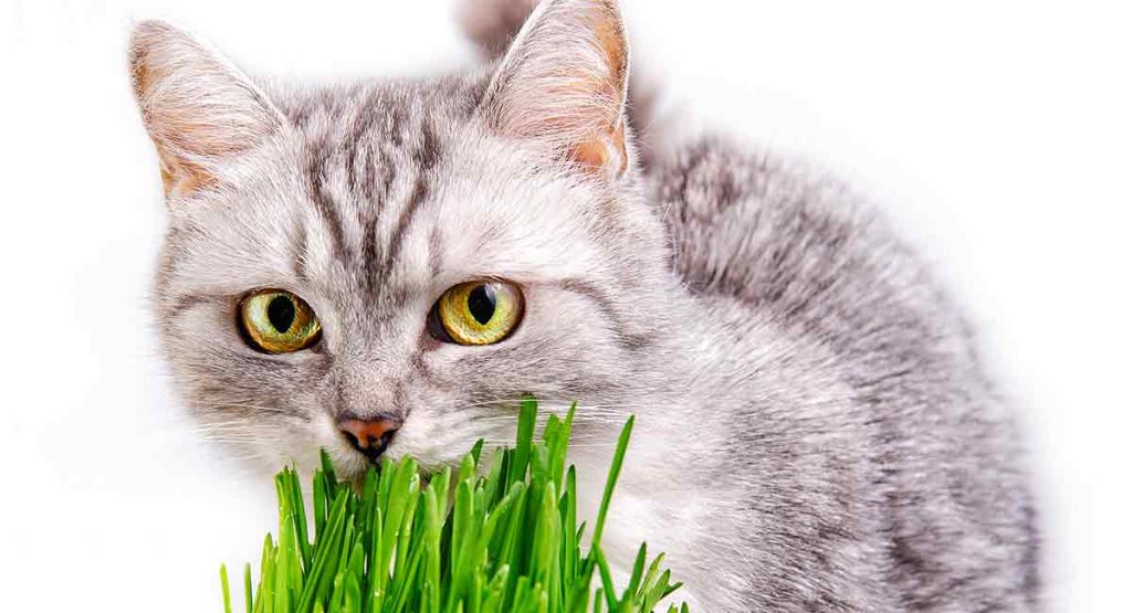 Cat Eating Grass What Does It Mean And Why Do They Do It?
