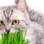 Have you ever seen your cat eating grass?