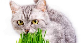 Have you ever seen your cat eating grass?