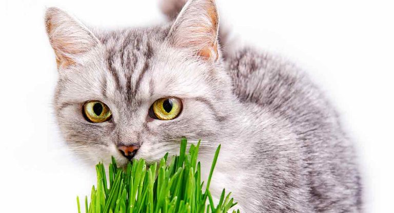 Have you ever seen your cat eating grass?
