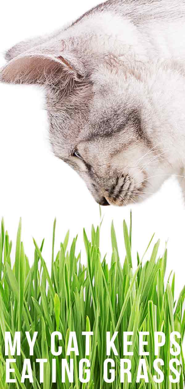 Cat Eating Grass - What Does It Mean And Why Do They Do It?