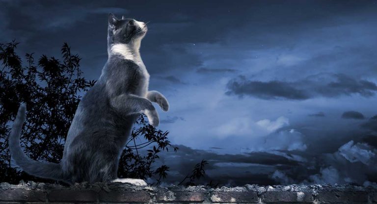 cat meowing at night