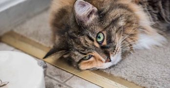 Why Is My Cat Not Eating? Appetite Loss In Cats