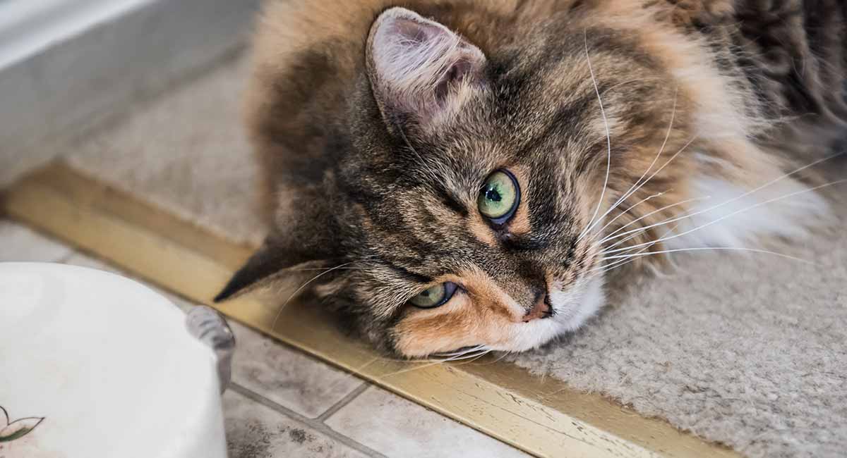 Why Is My Cat Not Eating? Appetite Loss In Cats