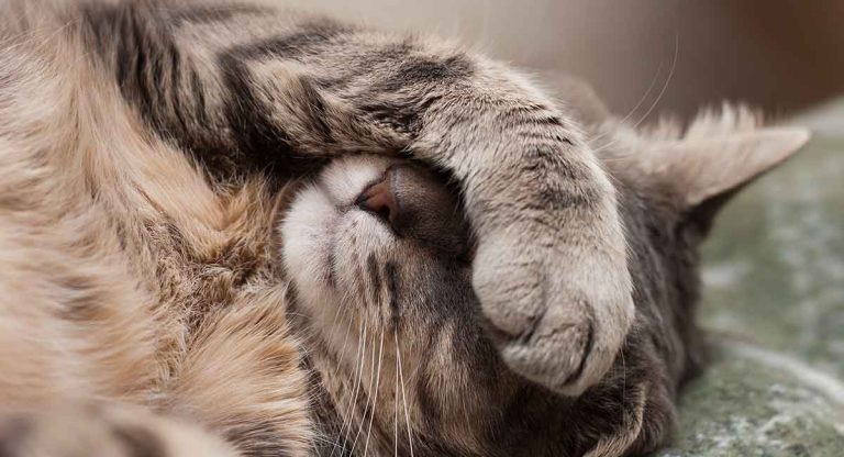 cat vomiting