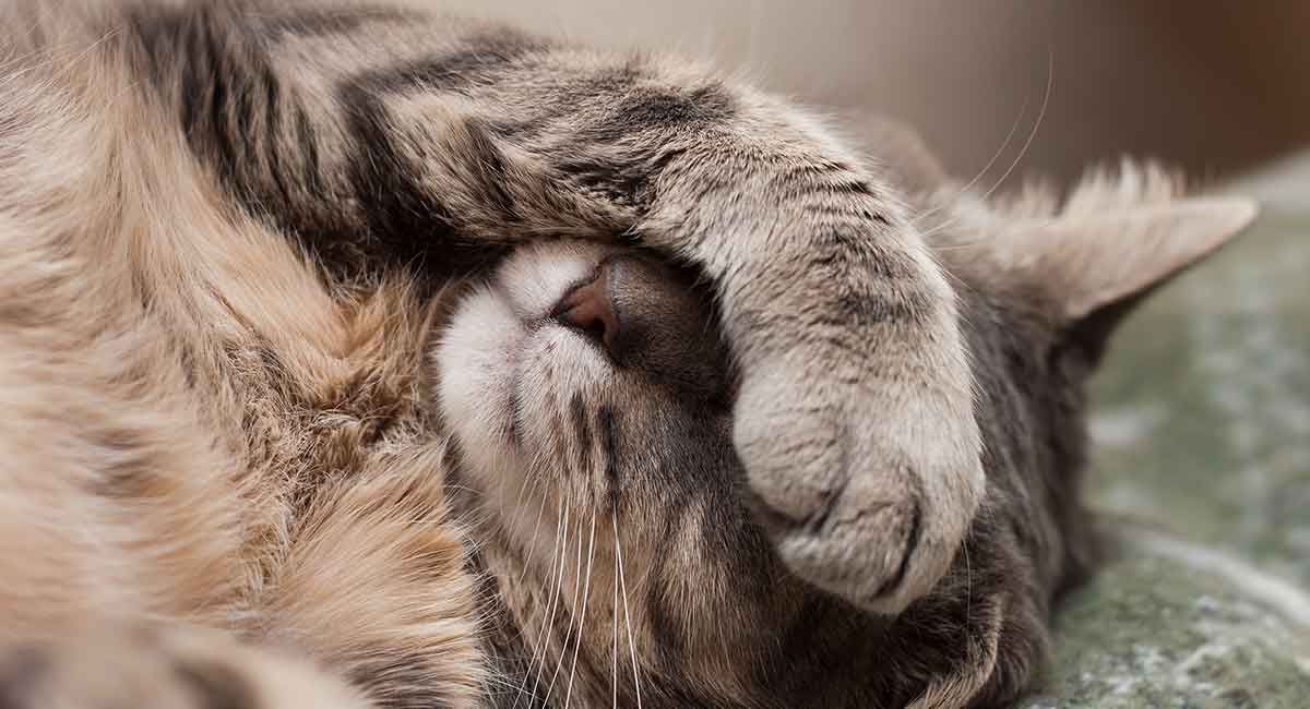 Why is My Cat Throwing up Undigested Food? Get the Right Info