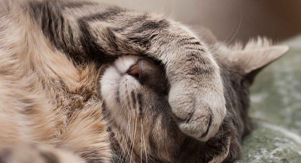 Cat Vomiting Possible Causes And When To Call The Vet