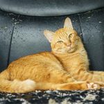 declawing cats alternatives