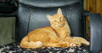 Declawing Cats – Alternatives To Surgery