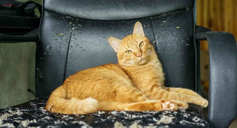 declawing cats alternatives