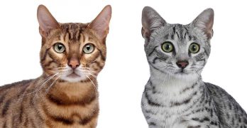 Have you considered the Egyptian Mau vs Bengal cat?