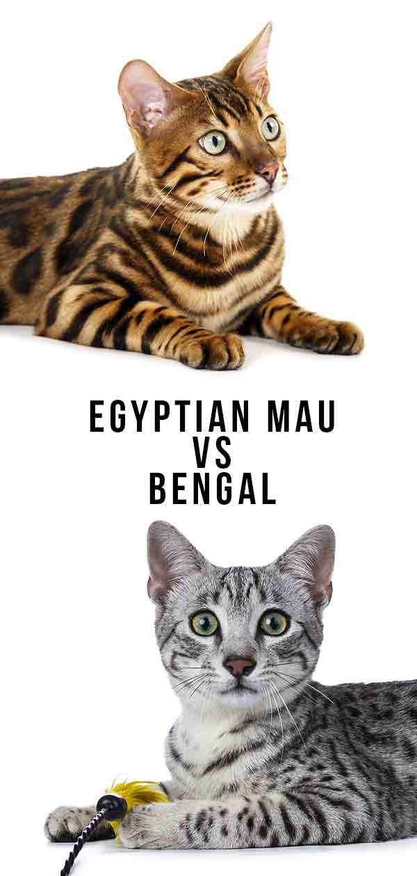 Egyptian Mau Vs Bengal