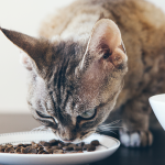 List of best food for cats with kidney disease.