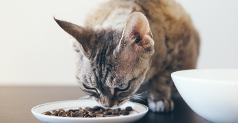 Best Food For Cats With Kidney Disease