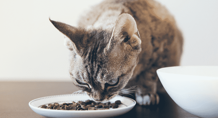 How Long Do Cats Eat Kitten Food How Long Do Cats Eat Kitten Food