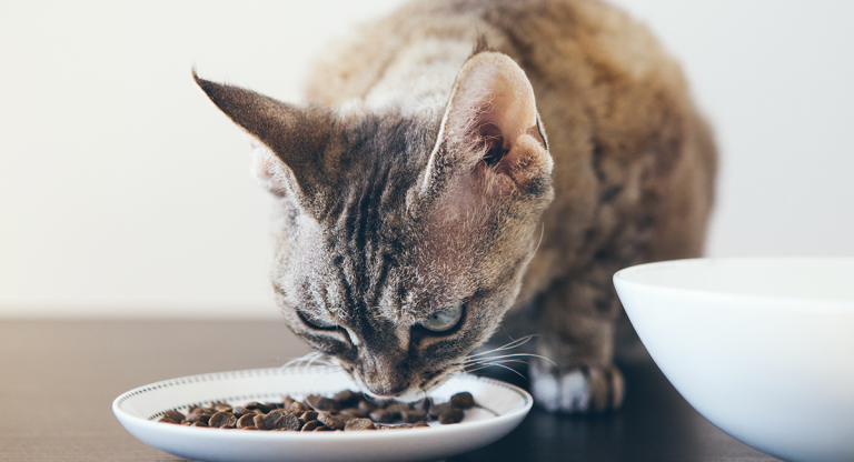 List of best food for cats with kidney disease.
