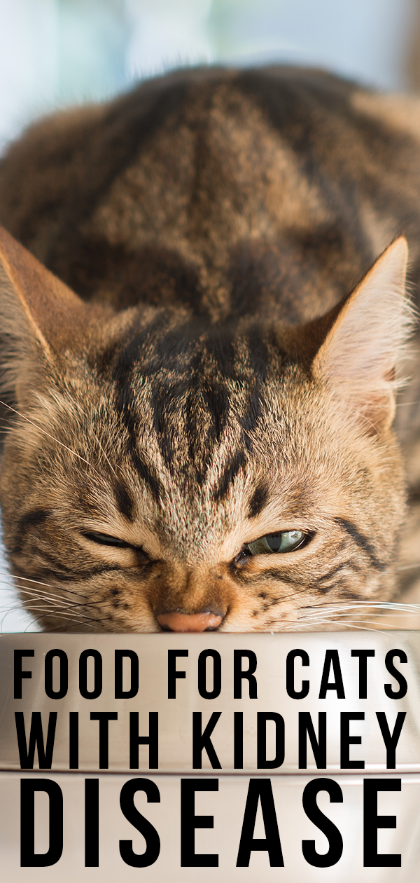 Best Food For Cats With Kidney Disease