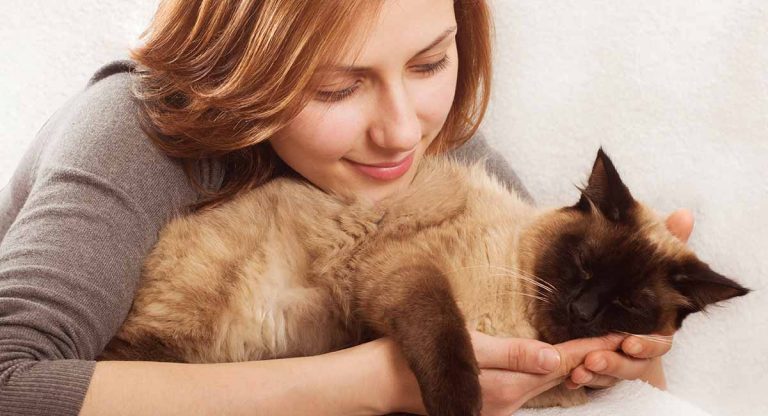 friendliest cat breeds