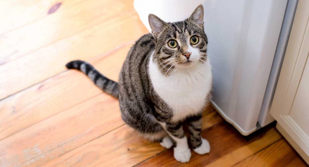 How to Stop a Cat from Spraying