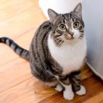 how to stop a cat from spraying