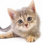 how to tell how old a kitten is