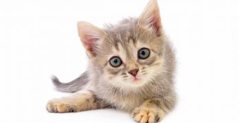 How To Tell How Old A Kitten Is – Estimating Kitten Age