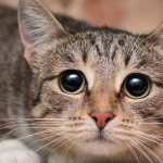 What are signs of kidney disease in cats?