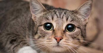 Kidney Disease In Cats – What You Need To Know